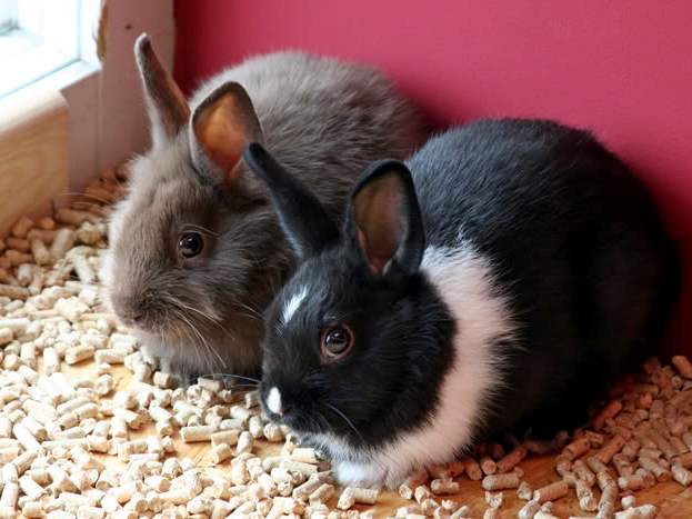 Содержание кроликов и уход за ними в Боготоле | ЗооТом портал о животных