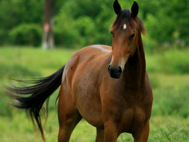 Содержание лошадей и уход за ними в Боготоле | ЗооТом портал о животных