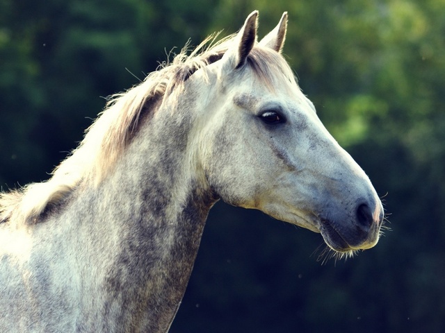 Уход за лошадьми в Боготоле | ЗооТом портал о животных