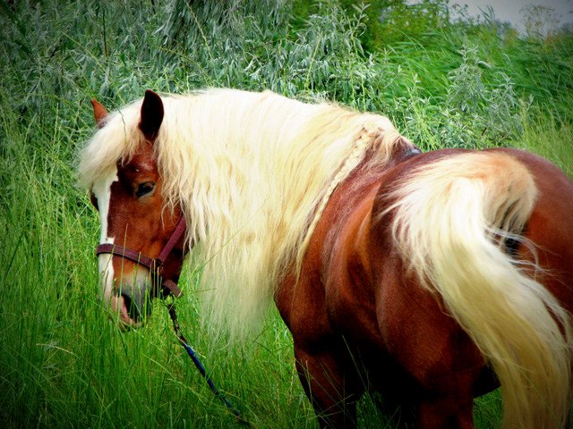 Породы лошадей в Боготоле | ЗооТом портал о животных