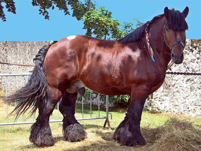 Породы лошадей в Боготоле | ЗооТом портал о животных