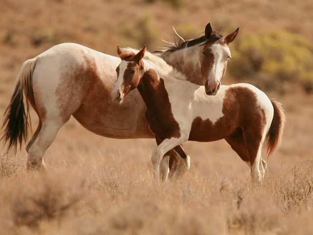 Интересные факты лошадях в Боготоле | ЗооТом портал о животных