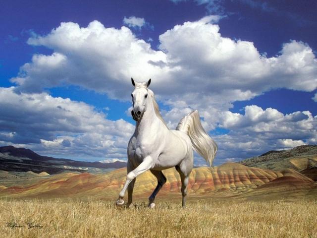 Статьи о лошадях в Боготоле | ЗооТом портал о животных