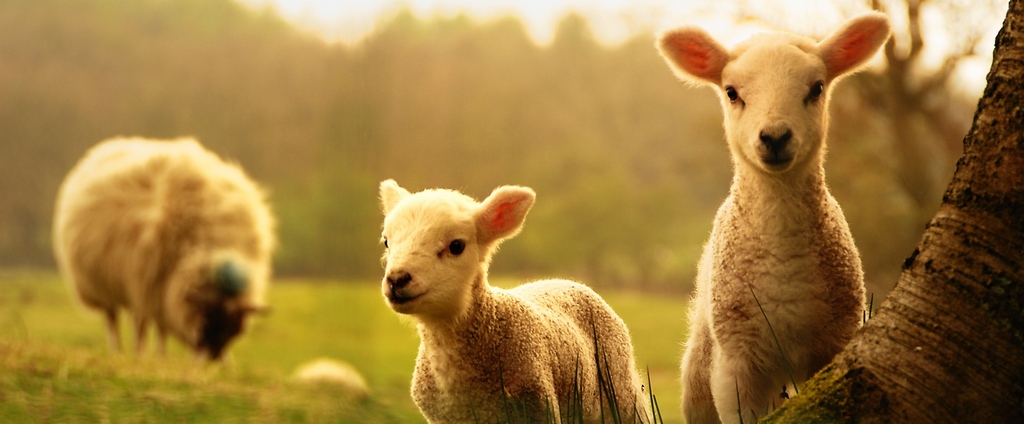 Объявления о сельскохозяйственных животных | ЗооТом - продажа, вязка и услуги для животных в Боготоле