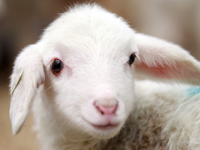 Овцы и бараны в Боготоле | ЗооТом портал о животных