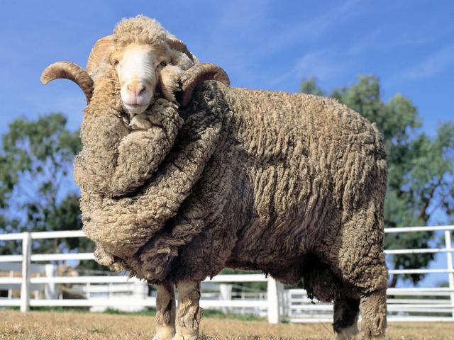 Породы овец в Боготоле | ЗооТом портал о животных