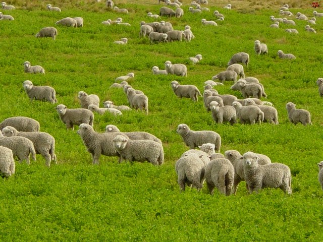 Содержание овец и уход за ними в Боготоле | ЗооТом портал о животных