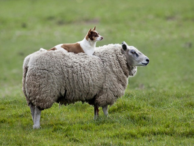 Все об овцах в Боготоле | ЗооТом портал о животных