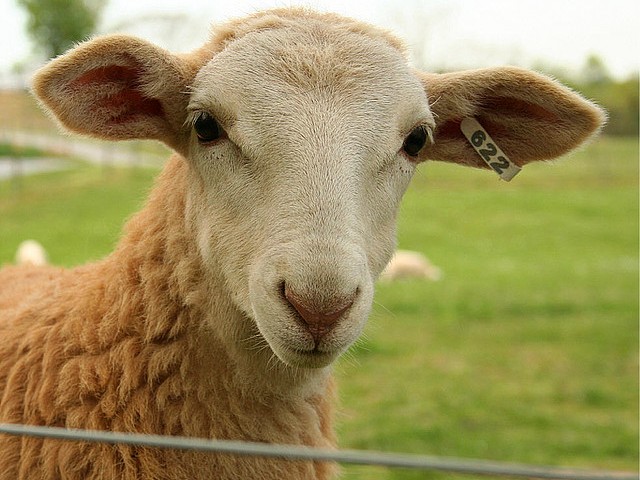 Статьи об овцах в Боготоле | ЗооТом портал о животных