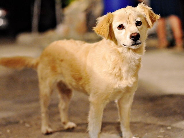 Породы собак в Боготоле | ЗооТом портал о животных