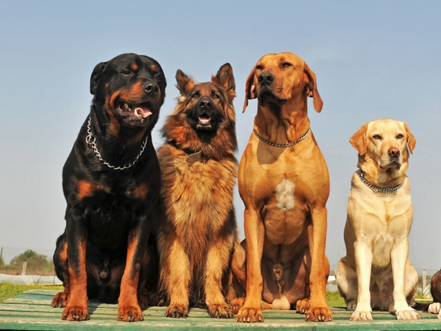 Крупные породы собак в Боготоле | ЗооТом портал о животных