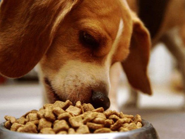Содержание собаки в Боготоле | ЗооТом портал о животных