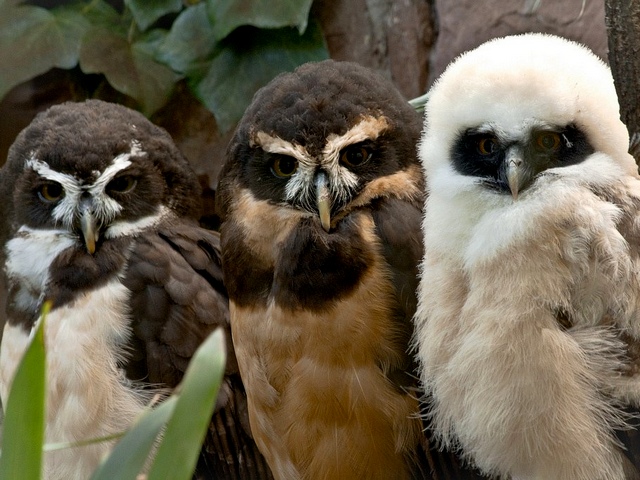 Описание пород сов в Боготоле | ЗооТом портал о животных