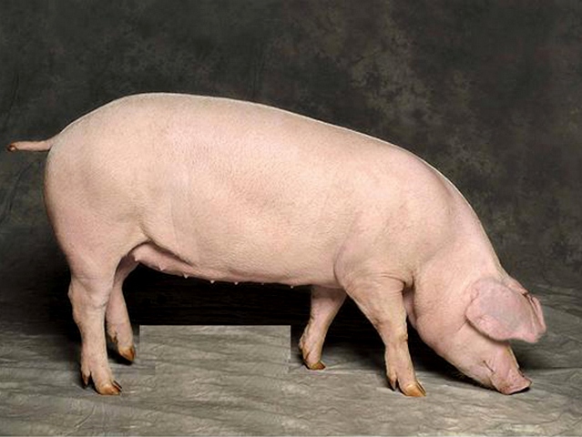 Породы свиней в Боготоле | ЗооТом портал о животных