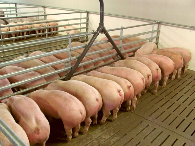 Содержание свиней и уход за ними в Боготоле | ЗооТом портал о животных