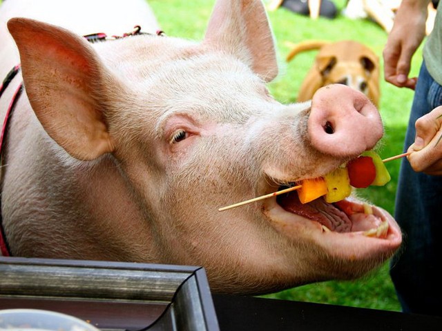 Статьи о свиньях в Боготоле | ЗооТом портал о животных