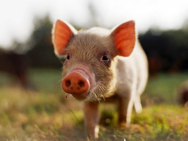 Все о свиньях в Боготоле | ЗооТом портал о животных