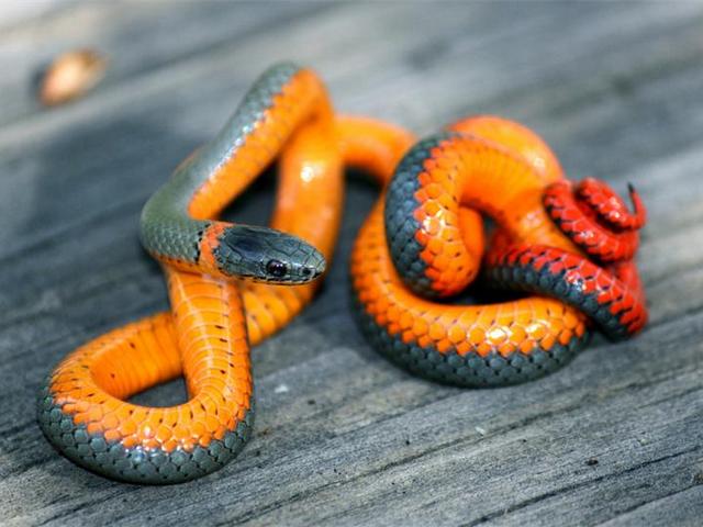 Породы змей в Боготоле | ЗооТом портал о животных