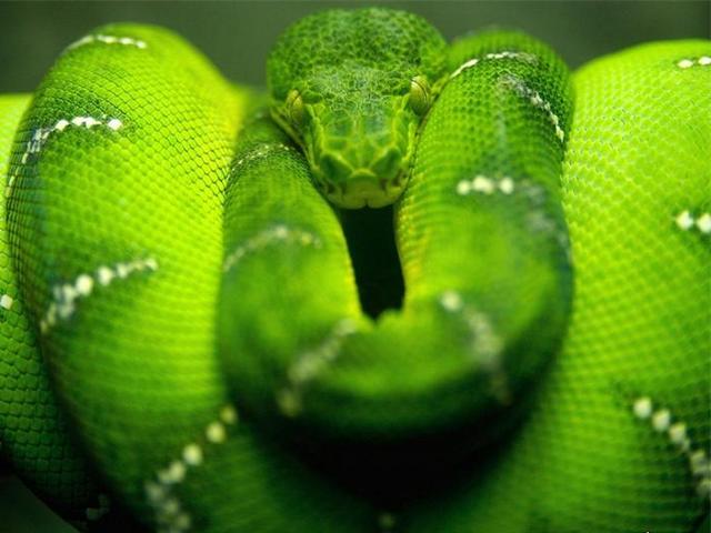 Породы змей в Боготоле | ЗооТом портал о животных