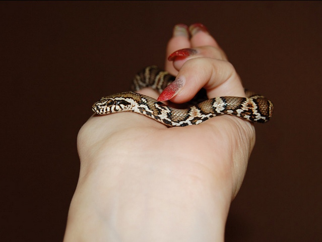 Содержание змей и уход за ними в Боготоле | ЗооТом портал о животных