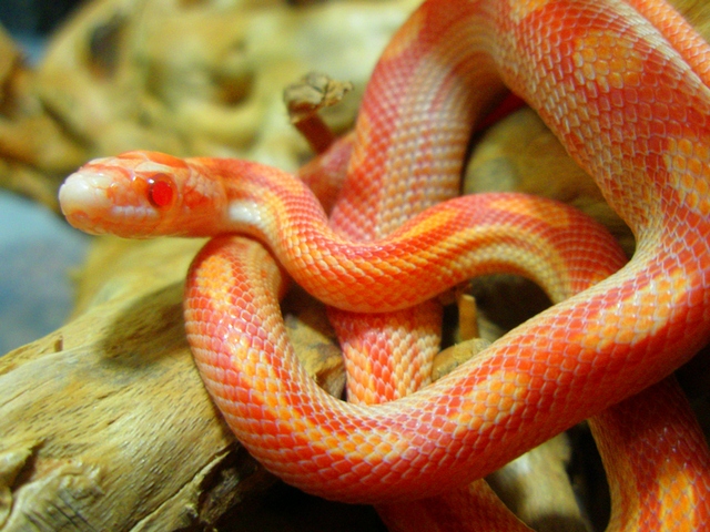 Содержание змей и уход за ними в Боготоле | ЗооТом портал о животных