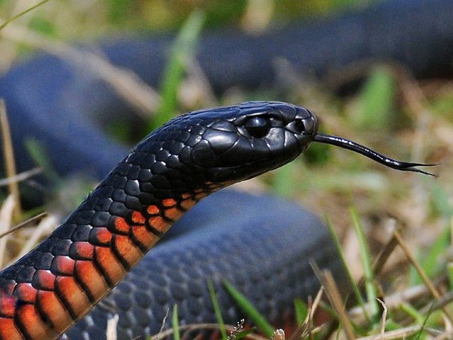 Все о змеях в Боготоле | ЗооТом портал о животных