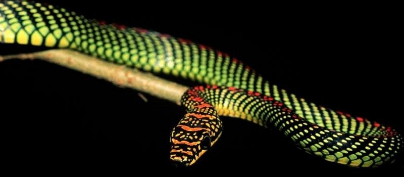 Все о змеях в Боготоле | ЗооТом портал о животных